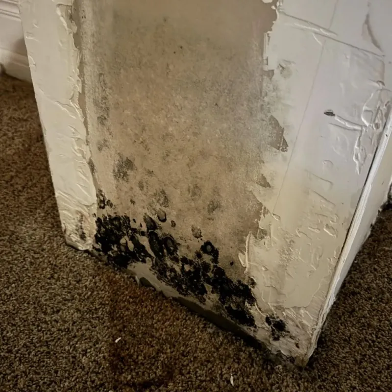 Professional Mold Removal in Nevada, MO
